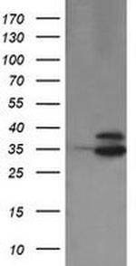 OTUB1 Antibody in Western Blot (WB)