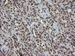 OTUB1 Antibody in Immunohistochemistry (Paraffin) (IHC (P))