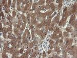 SDSL Antibody in Immunohistochemistry (Paraffin) (IHC (P))