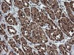 SDSL Antibody in Immunohistochemistry (Paraffin) (IHC (P))