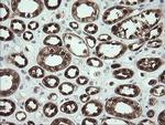 SDSL Antibody in Immunohistochemistry (Paraffin) (IHC (P))