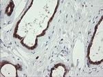 SDSL Antibody in Immunohistochemistry (Paraffin) (IHC (P))