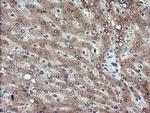 PIK3CG Antibody in Immunohistochemistry (Paraffin) (IHC (P))