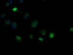 MRPS34 Antibody in Immunocytochemistry (ICC/IF)