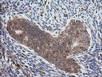 MRPS34 Antibody in Immunohistochemistry (Paraffin) (IHC (P))