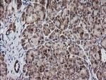 MRPS34 Antibody in Immunohistochemistry (Paraffin) (IHC (P))