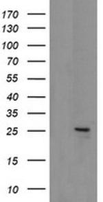 MRPS34 Antibody in Western Blot (WB)