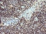 TRIM22 Antibody in Immunohistochemistry (Paraffin) (IHC (P))