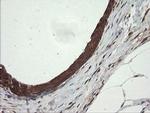 UBE2G2 Antibody in Immunohistochemistry (Paraffin) (IHC (P))