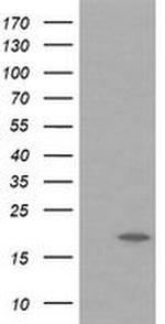 UBE2G2 Antibody in Western Blot (WB)