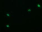 TRIM22 Antibody in Immunocytochemistry (ICC/IF)