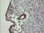 TRIM22 Antibody in Immunohistochemistry (Paraffin) (IHC (P))