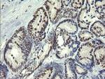 TRIM22 Antibody in Immunohistochemistry (Paraffin) (IHC (P))