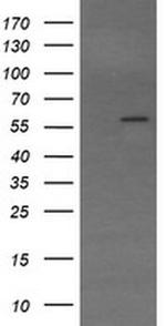 TRIM22 Antibody in Western Blot (WB)