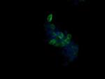 B3GNT2 Antibody in Immunocytochemistry (ICC/IF)