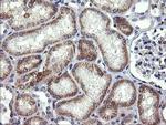 B3GNT2 Antibody in Immunohistochemistry (Paraffin) (IHC (P))