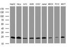 MRPL11 Antibody in Western Blot (WB)