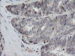 RAB30 Antibody in Immunohistochemistry (Paraffin) (IHC (P))