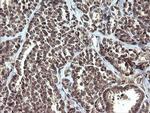 ETS2 Antibody in Immunohistochemistry (Paraffin) (IHC (P))