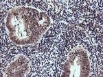 ETS2 Antibody in Immunohistochemistry (Paraffin) (IHC (P))