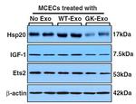 ETS2 Antibody in Western Blot (WB)