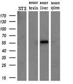 ETS2 Antibody in Western Blot (WB)