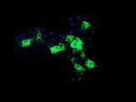 CMPK1 Antibody in Immunocytochemistry (ICC/IF)