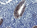 CMPK1 Antibody in Immunohistochemistry (Paraffin) (IHC (P))