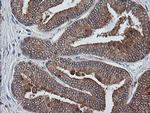 ETS2 Antibody in Immunohistochemistry (Paraffin) (IHC (P))