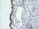 ETS2 Antibody in Immunohistochemistry (Paraffin) (IHC (P))