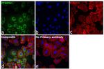 PTGES2 Antibody in Immunocytochemistry (ICC/IF)