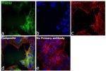 PTGES2 Antibody in Immunocytochemistry (ICC/IF)