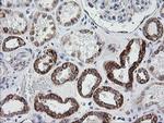 PTGES2 Antibody in Immunohistochemistry (Paraffin) (IHC (P))