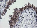 PTGES2 Antibody in Immunohistochemistry (Paraffin) (IHC (P))