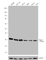 PTGES2 Antibody in Western Blot (WB)