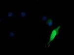 KIF25 Antibody in Immunocytochemistry (ICC/IF)