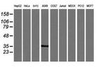 KIF25 Antibody in Western Blot (WB)