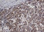 Alpha A Crystallin Antibody in Immunohistochemistry (Paraffin) (IHC (P))