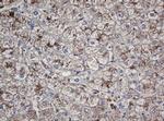 Alpha A Crystallin Antibody in Immunohistochemistry (Paraffin) (IHC (P))