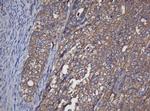 Alpha A Crystallin Antibody in Immunohistochemistry (Paraffin) (IHC (P))