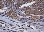 Alpha A Crystallin Antibody in Immunohistochemistry (Paraffin) (IHC (P))