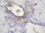 GAPDHS Antibody in Immunohistochemistry (Paraffin) (IHC (P))