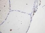 GAPDHS Antibody in Immunohistochemistry (Paraffin) (IHC (P))