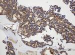 GAPDHS Antibody in Immunohistochemistry (Paraffin) (IHC (P))