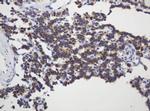 GAPDHS Antibody in Immunohistochemistry (Paraffin) (IHC (P))