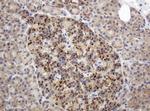 GAPDHS Antibody in Immunohistochemistry (Paraffin) (IHC (P))