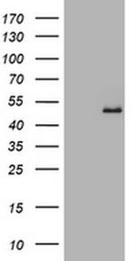 GAPDHS Antibody in Western Blot (WB)