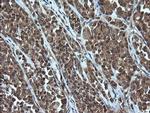 Alpha A Crystallin Antibody in Immunohistochemistry (Paraffin) (IHC (P))