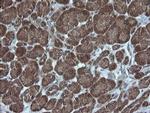 Alpha A Crystallin Antibody in Immunohistochemistry (Paraffin) (IHC (P))