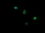 NR1 Antibody in Immunocytochemistry (ICC/IF)